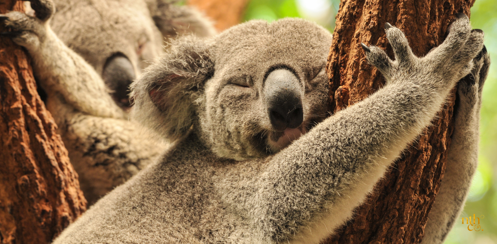 A koala sleeps peacefully in a tree, surrounded by lush greenery. The koala is curled up in a ball, its eyes closed and its fur fluffed up. The tree provides the koala with a comfortable and secure place to sleep. The soft leaves and the gentle breeze create a relaxing and calming environment. The koala is clearly content and at peace 